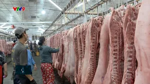 Lỗ hổng thị trường thịt heo - Cần sớm có sàn giao dịch điện tử