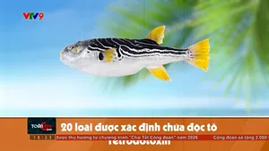 Ngộ độc ca nóc - vì sao tiếp diễn ?