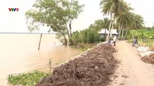 Vĩnh Long sạt lở đe họa hàng trăm ha cây ăn trái
