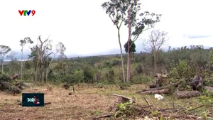 Lâm Đồng: Hàng trăm héc ta rừng bị biến thành đồi trọc