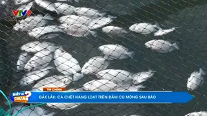 Đắk Lắk: Cá chết hàng loạt trên đầm Cù Mông sau bão