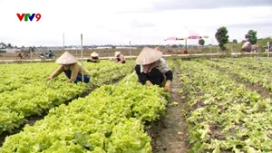 Đảm bảo sản lượng rau cung ứng thị trường