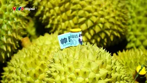 Lập bản đồ cảnh báo Cadimi - hướng đến xuất khẩu sầu riêng bền vững