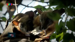 Về Gáo Giồng xem dơi quạ