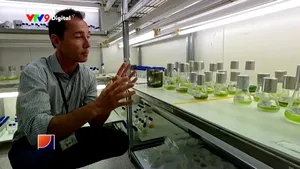 Công nghệ biến loài tảo thành nguyên liệu thay thế dầu thô