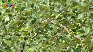 Vườn táo gần 40 năm tuổi - điểm đến độc đáo xứ biển Đồng Tháp