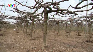 Mất trắng nhiều vùng trái cây đặc sản