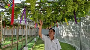 Nhà vườn trồng nho từ xa