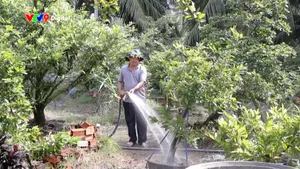 Mai vàng Bình Ninh vào vụ Tết