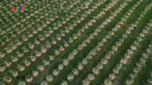 Nhà vườn nỗ lực cứu thanh long kịp vụ tết