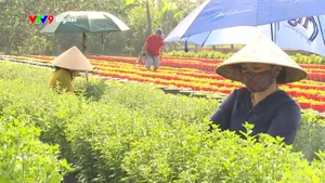 Đồng Tháp: Lặt chèo bông tết