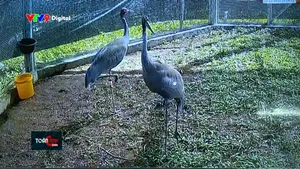 Tín hiệu vui cho phát triển sếu đầu đỏ ở Tràm Chim