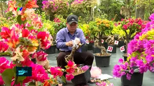 Sức sống mới ở làng hoa giấy Tân Khánh Trung