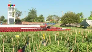 TP. Hồ Chí Minh: Các vựa hoa kiểng tất bật trước tết