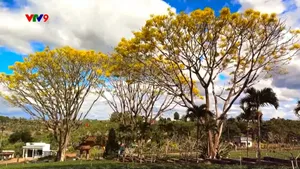 Rực rỡ sắc phượng vàng mùa đông