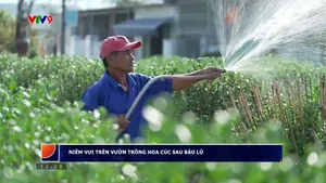 Niềm vui nhà vườn trồng hoa cúc sau bão lũ