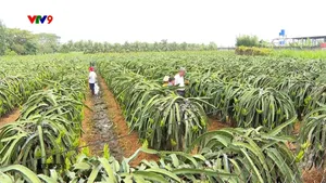 Nông dân tập trung chăm sóc thanh long vàng bán Tết