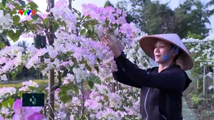 Mãn Đình Hồng - Từ đất rẫy đến vườn hoa rực rỡ