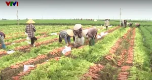 Nông dân phấn khởi với chính sách miễn thuế đất nông nghiệp