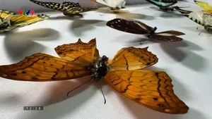 Khi bướm hóa thành tranh nghệ thuật