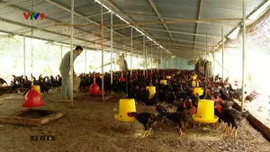 Chăn nuôi xanh: Lời giải cho cơn khát thực phẩm sạch dịp Tết