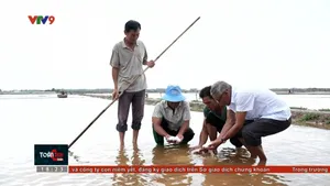 Mưa trái mùa làm diêm dân thiệt hại nặng