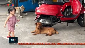 Tránh chủ quan trước bệnh giun đũa chó, mèo