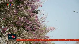 Mùa hoa kèn hồng bung nở