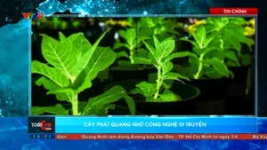 Thời sự: Toàn cảnh 24h (31/3/2026)