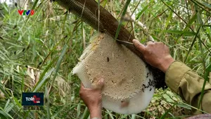 Độc đáo nghề gác kèo ong rừng U Minh Hạ