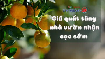 Giá quất tăng, nhà vườn nhận cọc sớm