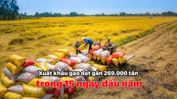 Xuất khẩu gạo đạt gần 269.000 tấn trong 15 ngày đầu năm