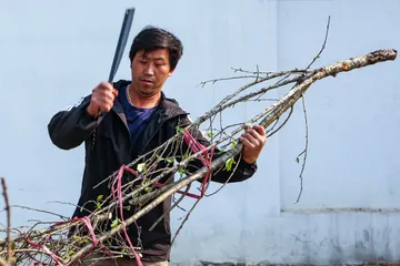 Đừng chờ ngày 29 - 30 Tết mới mua hoa giá rẻ!