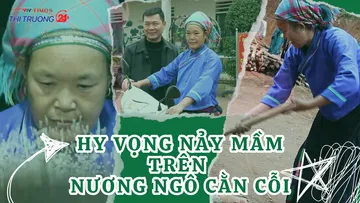 Hy vọng nảy mầm trên nương ngô cằn cỗi