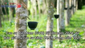 Cao su Việt Nam (GVR) lãi lớn năm 2024, dự báo giá mủ cao su tăng 16,5% trong năm 2025