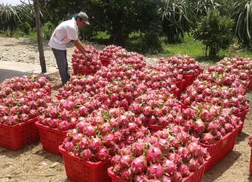 Thanh long duy trì giá cao sau Tết nhờ nhu cầu tăng