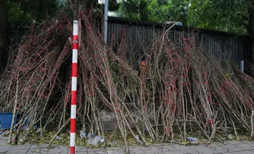 Cận Rằm tháng Giêng: Hoa bày đầy phố, khách mua thưa thớt