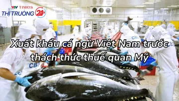 Xuất khẩu cá ngừ Việt Nam trước thách thức thuế quan Mỹ