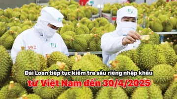 Đài Loan tiếp tục kiểm tra sầu riêng nhập khẩu từ Việt Nam đến 30/4/2025