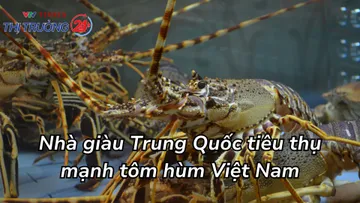 Nhà giàu Trung Quốc tiêu thụ mạnh tôm hùm Việt Nam