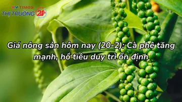 Giá nông sản hôm nay (20/2): Cà phê tăng mạnh, hồ tiêu duy trì ổn định