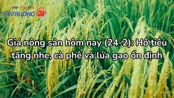 Giá nông sản hôm nay (24/2): Hồ tiêu tăng nhẹ, cà phê và lúa gạo ổn định