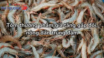 Tôm thương phẩm giá tăng gấp đôi, nông dân trúng đậm