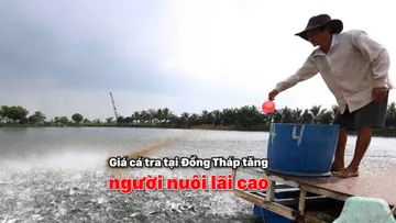 Giá cá tra tại Đồng Tháp tăng, người nuôi lãi cao