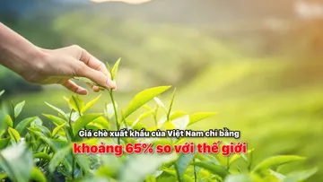 Giá chè xuất khẩu của Việt Nam chỉ bằng khoảng 65% so với thế giới