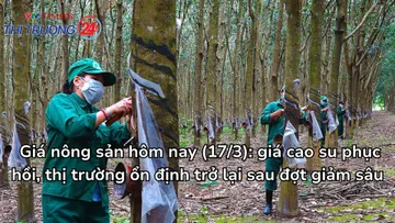 Giá nông sản hôm nay (17/3): giá cao su phục hồi, thị trường ổn định trở lại sau đợt giảm sâu