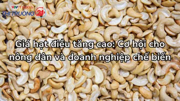 Giá hạt điều tăng cao: Cơ hội cho nông dân và doanh nghiệp chế biến