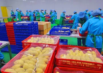 Lô sầu riêng đông lạnh Việt Nam đầu tiên lên đường sang Trung Quốc