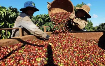 Giá cà phê tiếp tục lập kỷ lục