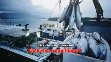 Xuất khẩu cá ngừ Việt Nam lập kỷ lục trong tháng 2